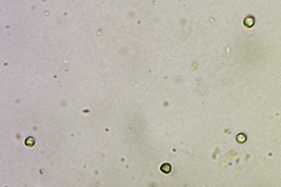 byssocorticium-atrovirens9