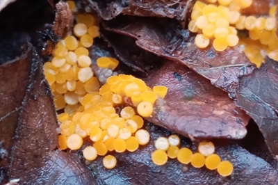 Byssonectria terrestris