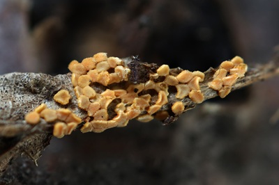 byssonectria-terrestris2