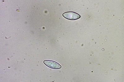 byssonectria-terrestris8