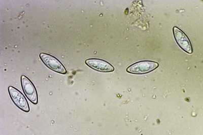 byssonectria-terrestris9