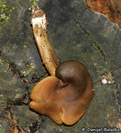 Callistosporium luteo-olivaceum