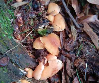 callistosporium-luteo-olivaceum4