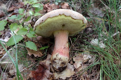 caloboletus-calopus6