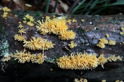 Calocera cornea