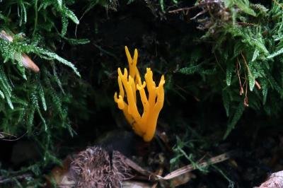 Calocera furcata