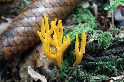 calocera-furcata