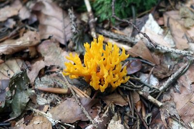 calocera-furcata