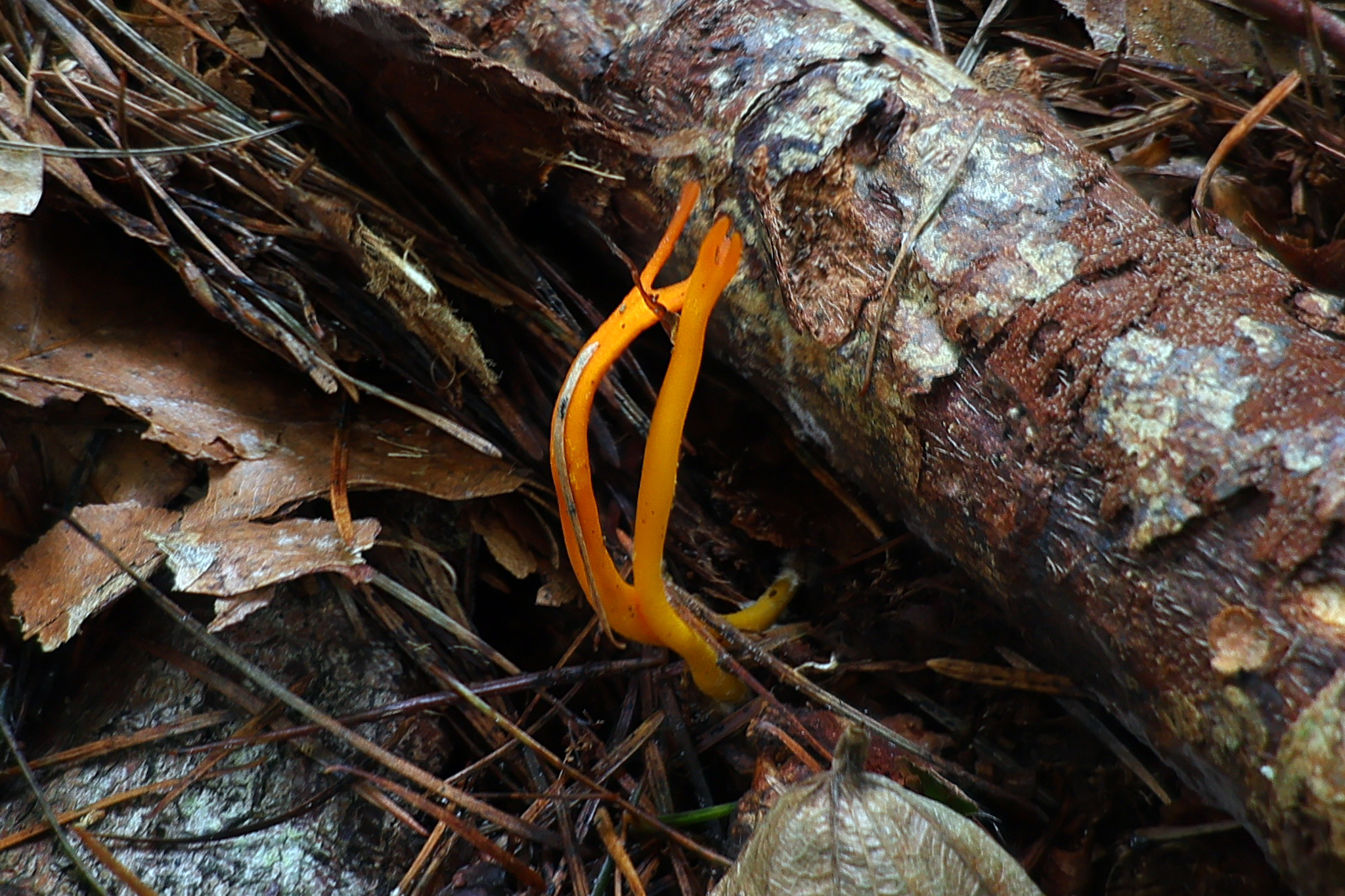 calocera-furcata3