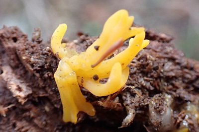 Calocera viscosa