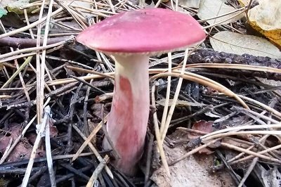 Calocybe carnea