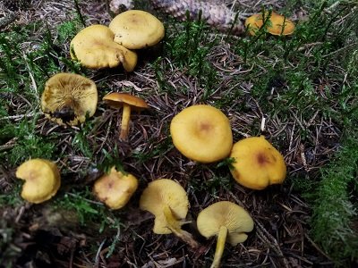 Calocybe chrysenteron