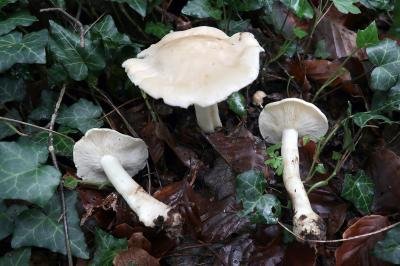 Calocybe gambosa