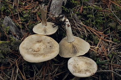 Calocybe gangraenosa