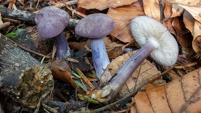 Calocybe ionides