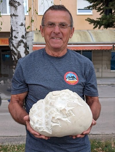 Calvatia gigantea