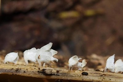 Calyptella capula