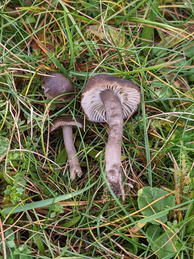 Camarophyllopsis atrovelutina