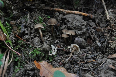 Camarophyllopsis phaeophylla