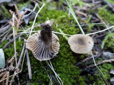 Camarophyllopsis phaeophylla