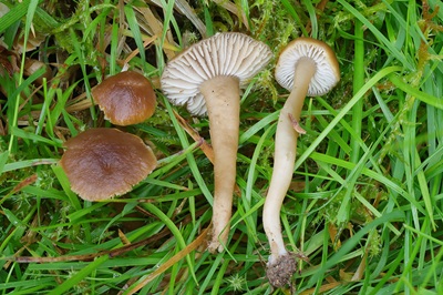 Camarophyllopsis schulzeri