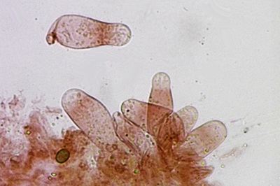 candolleomyces-candolleanus11