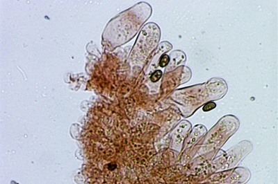 candolleomyces-candolleanus12