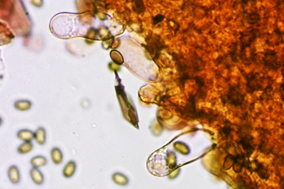 candolleomyces-candolleanus5