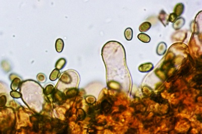 candolleomyces-candolleanus6