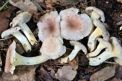 Cantharellus alborufescens