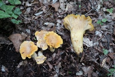 cantharellus-cibarius