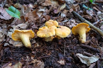 cantharellus-cibarius