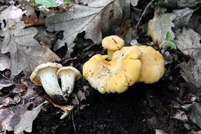 cantharellus-cibarius