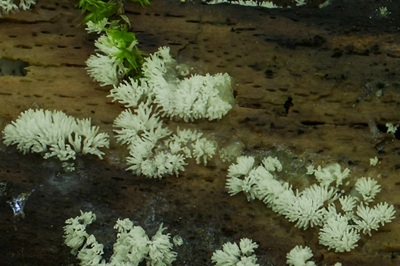 ceratiomyxa-fruticulosa5