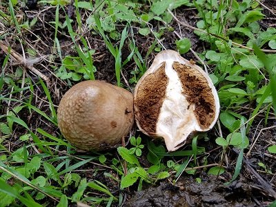 Chlorophyllum agaricoides