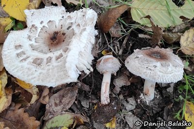 Chlorophyllum brunneum