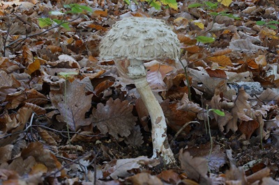 chlorophyllum-olivieri5