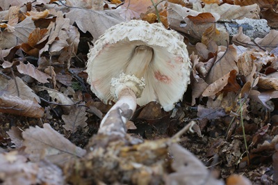 chlorophyllum-olivieri6