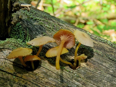 Chromosera cyanophylla