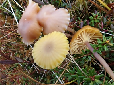 Chromosera lilacina