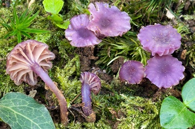 Chromosera viola