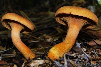 chroogomphus-helveticus3
