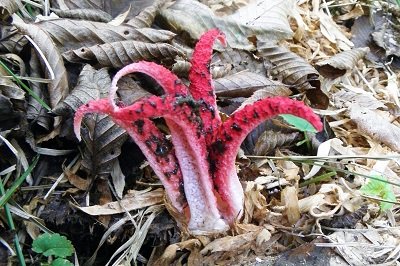 Clathrus archeri