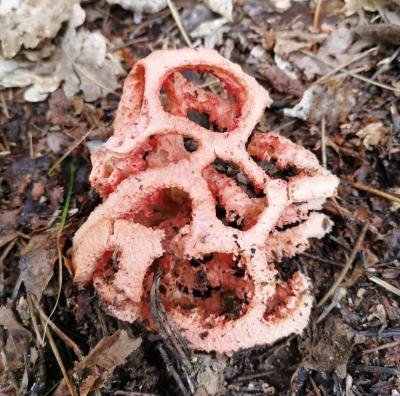 Clathrus ruber