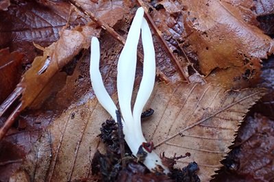 Clavaria fragilis