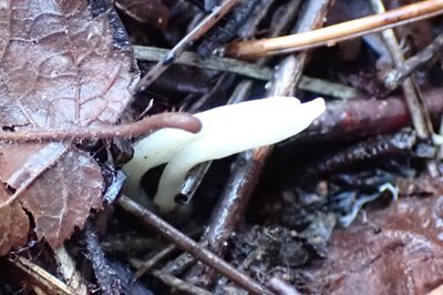 clavaria-fragilis