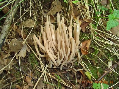 Clavaria fumosa