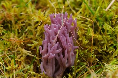 Clavaria zollingeri