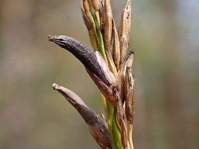 Claviceps purpurea