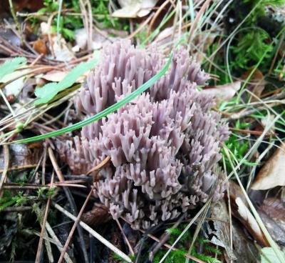 Clavulina amethystina